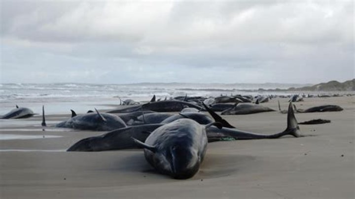 'Rare' whale dies after stranding on Kapiti beach