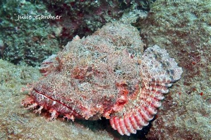 25 scorpionfish species found in Hawaii waters | News, Sports, Jobs