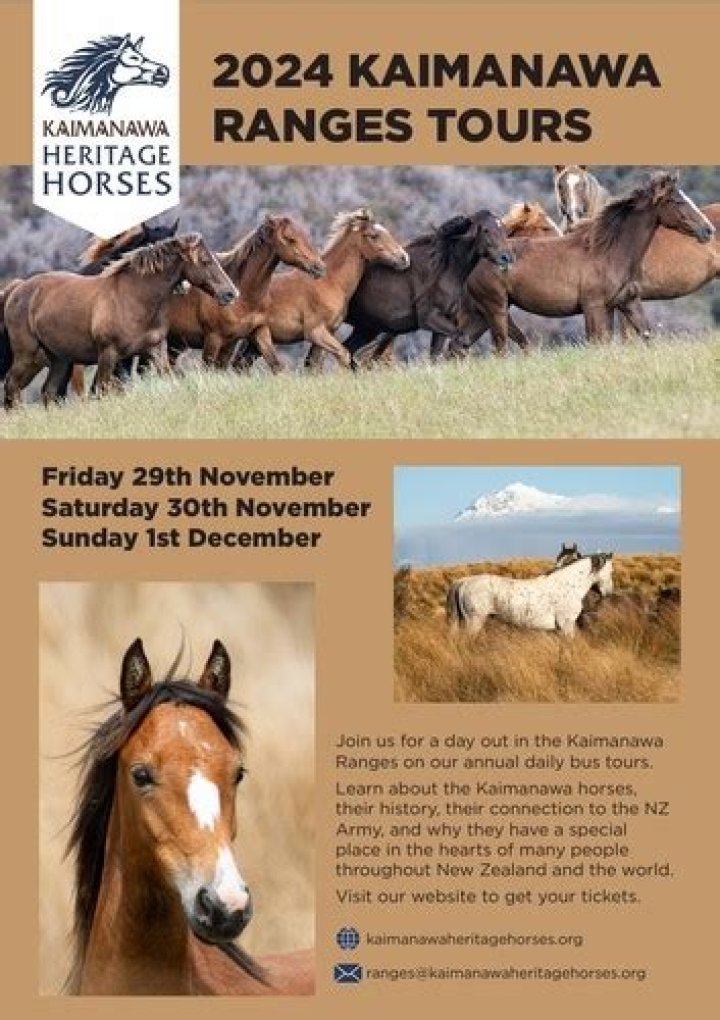 Charity urgently looking to rehome 70 wild horses from Kaimanawa Ranges