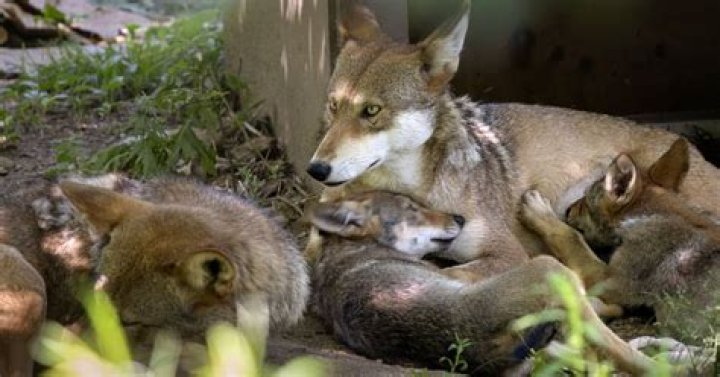 Endangered red wolves need space to stay wild. But there’s another predator in the way — humans