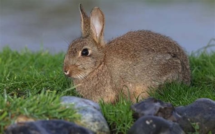 Hawaii group aims to reduce feral rabbit population | News, Sports, Jobs