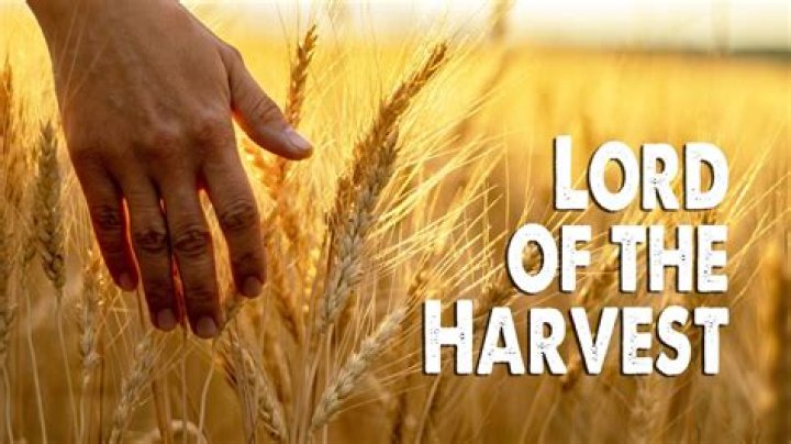 Law of the harvest - Church News