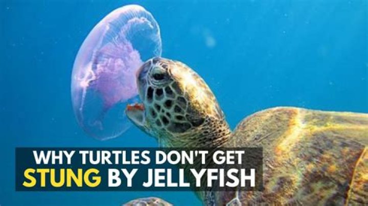 Sea turtles aren’t getting stoned on jellyfish