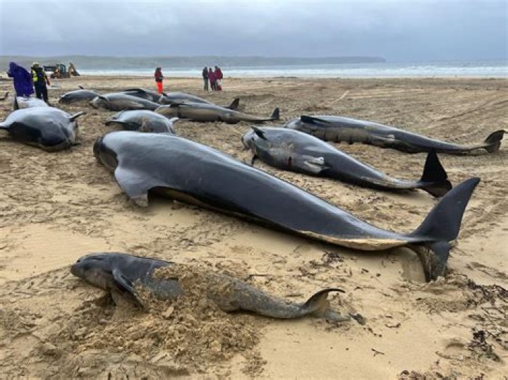 Six beached whales return to the sea, four euthanized | News, Sports, Jobs