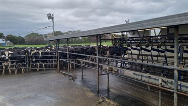 West Auckland dairy ram raided two days out from Christmas