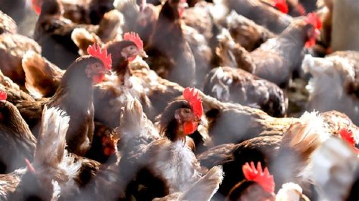 What can be done about feral chicken flocks? | News, Sports, Jobs